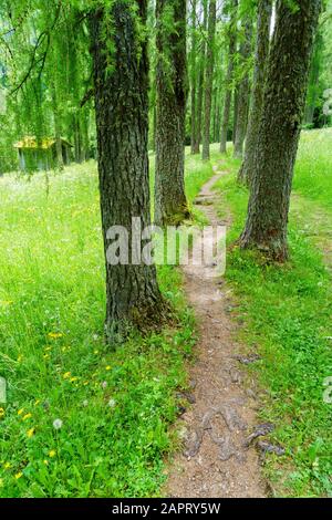 Escursione attraverso un prato fiorito nella valle del Fischleinbach Foto Stock