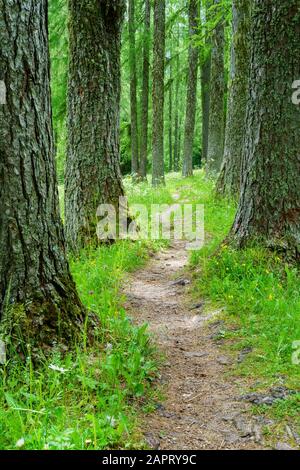 Escursione attraverso un prato fiorito nella valle del Fischleinbach Foto Stock