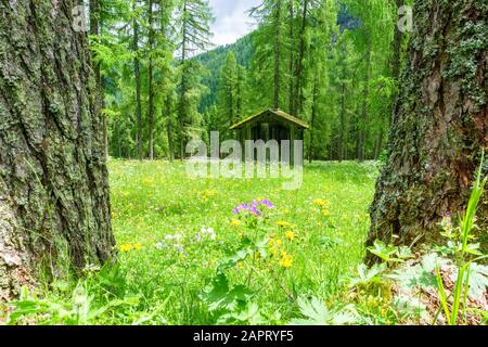 Escursione attraverso un prato fiorito nella valle del Fischleinbach Foto Stock