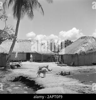 Viaggio in Suriname e Antille Olandesi UN mulino a riso in Nickerie Data: 1947 luogo: Nickerie, Suriname Parole Chiave: Riso Foto Stock