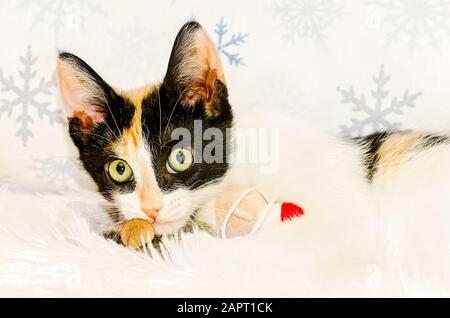 La zucca, un gattino calico di tre mesi, gioca con un peluche giocattolo di Natale, 26 dicembre 2014, a Coden, Alabama. Foto Stock