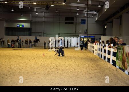 impressioni della fiera del cavallo 2019 ad hannover, bassa sassonia, germania Foto Stock