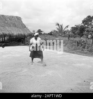 Viaggio nel Suriname e nelle Antille Olandesi una donna diffonde riso al piano di trebbiatura del mulino a Nickerie Data: 1948 luogo: Nickerie, Suriname Parole Chiave: Popolazione indigena, riso, donne Foto Stock