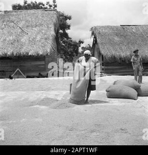 Viaggio in Suriname e Antille Olandesi UNA donna versa riso su un pavimento asciutto vicino al mulino a Nickerie Data: 1947 posizione: Nickerie, Suriname Parole Chiave: Indigeni, riso, donne Foto Stock