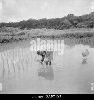 Viaggio in Suriname e Antille Olandesi una donna pianta riso su un campo nella zona di Commewijne Data: 1947 luogo: Commewijne, Suriname Parole Chiave: Campi di riso, lavoro femminile Foto Stock