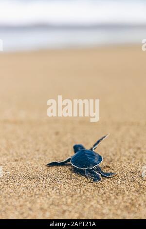 Baby tartaruga a Pantai Pandan Sari, strisciando sulla sabbia; Giava Est, Giava, Indonesia Foto Stock