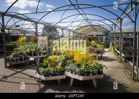 Un'ampia selezione di piante stagionalmente temibili esposte in vendita presso un giardino inglese Foto Stock