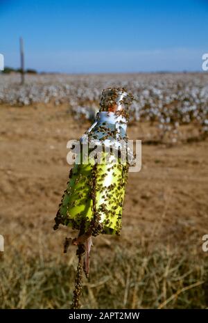 Agricoltura - UNA trappola di insetto di porcini di Boll coperta con i weevils adulti di Boll vicino ad un campo di cotone / Texas, Stati Uniti. Foto Stock