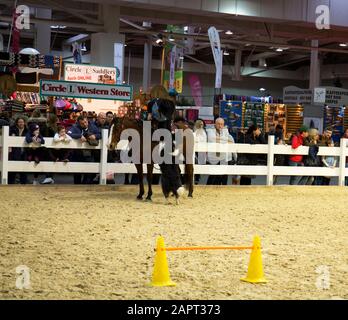 impressioni della fiera del cavallo 2019 ad hannover, bassa sassonia, germania Foto Stock