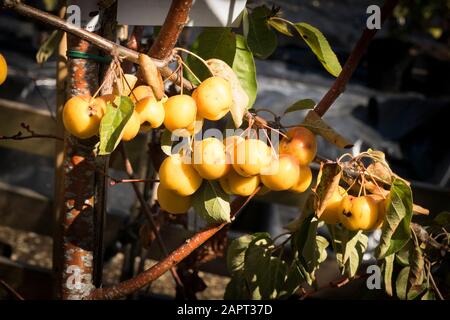 Frutta gialla brillante su Malus Butterball in un vivaio in Hampshire Inghilterra UK Foto Stock