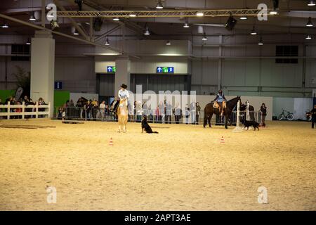 impressioni della fiera del cavallo 2019 ad hannover, bassa sassonia, germania Foto Stock