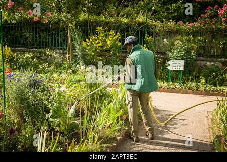 Un giardiniere è innaffiamento piante in un confine erbaceo misto nel famoso giardino di Monet a Giverny Normandia Francia UE Foto Stock