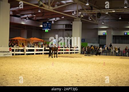 impressioni della fiera del cavallo 2019 ad hannover, bassa sassonia, germania Foto Stock