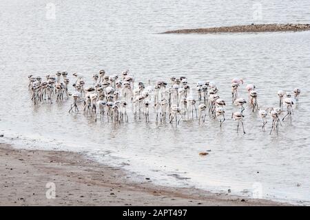 Gruppo di splendidi uccelli fenicotteri che camminano e si nutrono presso il lago salato di Larnaca a Cipro. Foto Stock