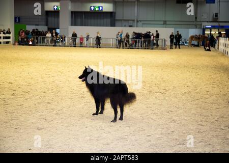 impressioni della fiera del cavallo 2019 ad hannover, bassa sassonia, germania Foto Stock