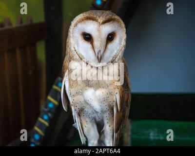 Un gufo con grandi occhi rotondi siede in una gabbia Foto Stock