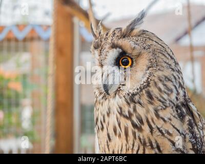 Un gufo con grandi occhi rotondi siede in una gabbia Foto Stock