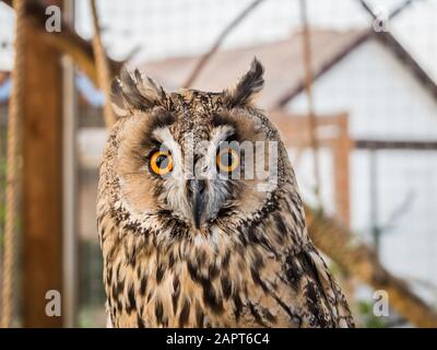 Un gufo con grandi occhi rotondi siede in una gabbia Foto Stock