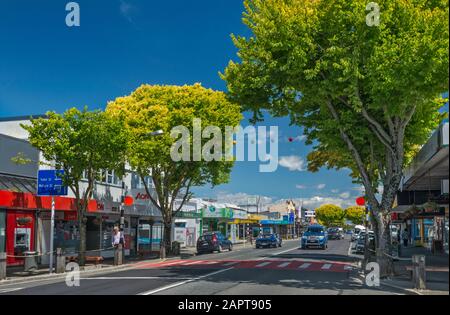 Golden Elm Trees at High Street a Motueka, Tasman District, South Island, Nuova Zelanda Foto Stock