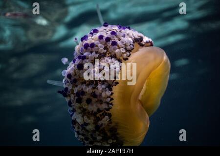 Cotylorhiza tuberculata (pesce gelatinoso fritto) medusa sott'acqua in una splendida acqua limpida in una baia di Palma di Maiorca Spagna, incredibile wi subacqueo Foto Stock