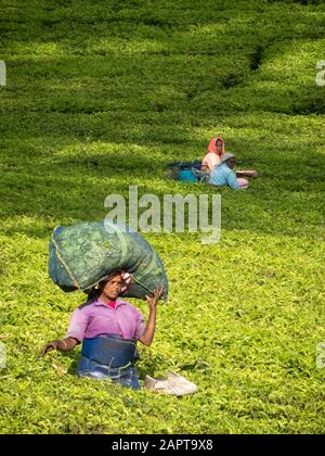 Pickers della foglia del tè, uno che trasporta il sacco grande sulla sua testa, alla piantagione a Munnar, India Foto Stock