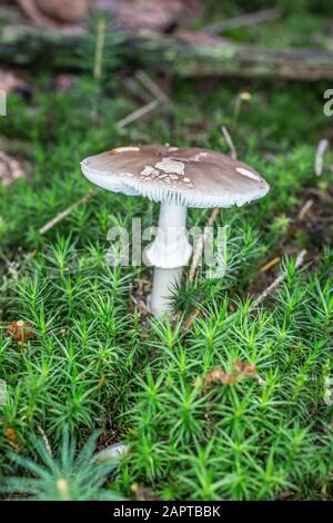 toadstool mortale nel muschio Foto Stock