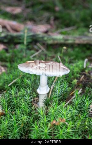 toadstool mortale nel muschio Foto Stock