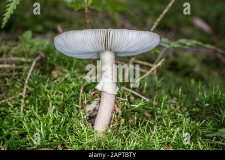 toadstool mortale nel muschio Foto Stock