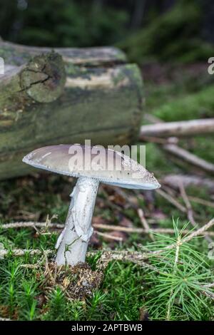 toadstool mortale nel muschio Foto Stock