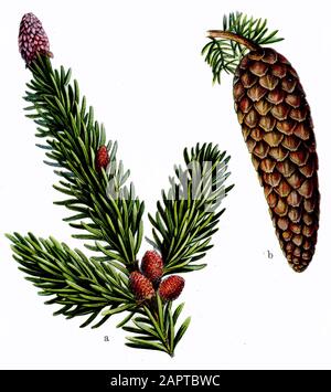 Abete rosso norvegese, abete europeo Picea abies, (libro di botanica, 1909) Foto Stock