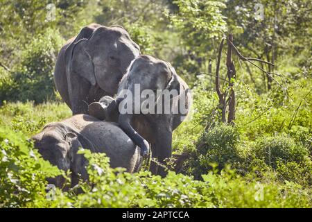 Gli elefanti selvatici giocano nel bush, nel Parco Nazionale di Udawalawe, nello Sri Lanka. Foto Stock