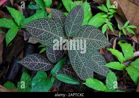 Pianta Rosa In Amazzonia Foto Stock