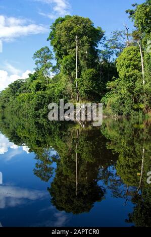 Riflessione degli alberi nel fiume amazzonia Foto Stock