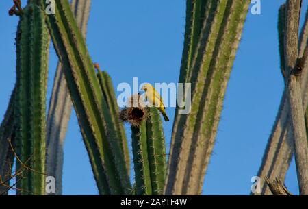 Zafferano Finch Su Cactus Foto Stock