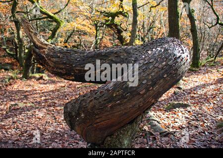 L'albero dei soldi è una buona abitudine di fortuna, dove la gente inserisce i soldi nella corteccia di un albero. Questo è a Padley Gorge nel Peak District, Inghilterra, ta Foto Stock