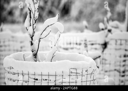 Arbusti innevati con recinzioni protettive in inverno; Manitoba, Canada Foto Stock