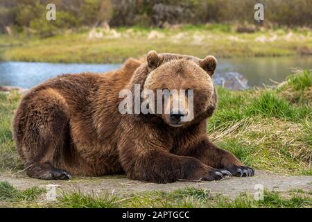 Orso bruno (Ursus arctos) scrofa sdraiato su erba e guardando la macchina fotografica, Alaska Wildlife Conservation Center, Alaska centro-meridionale Foto Stock