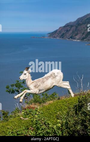 Giovane pecora di Dall (Ovis dalli) ariete in esecuzione nella zona Windy Point dei Monti Chugach con il braccio Turnagain sullo sfondo, sud-centrale ... Foto Stock