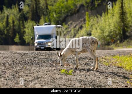 Una pecora dall (Ovis dalli) si nutre sulla spalla della Glenn Highway vicino Sheep Mountain. Un RV passa la pecora; Alaska, Stati Uniti d'America Foto Stock