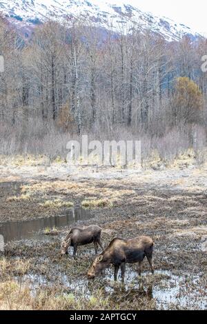 Due alci di mucca (Alces alces) che camminano nelle acque poco profonde delle zone umide; Alaska, Stati Uniti d'America Foto Stock