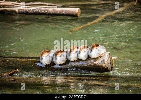 Un gruppo di giovani Mergansers comuni (Mergus merganser) dormire su un log in Ship Creek, Alaska centro-meridionale; Anchorage, Alaska, Stati Uniti d'America Foto Stock