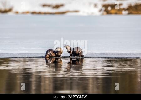 Un paio di lontre del fiume, a volte chiamato lontre della terra, (Lontra canadensis) pescano nel lago di cima inferiore sulla penisola di Kenai in primavera quando il ghiaccio i... Foto Stock