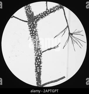 Danni, piante superiori, funghi, ruggine di pino Data: Parole Chiave non date: Piante superiori, danni, funghi Nome personale: Ruggine di pino Foto Stock