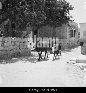 Israele - Peki'nel villaggio di Peki'in Galilea. Tre bovini sulla strada nel villaggio Data: 1 gennaio 1963 Località: Israele, Peki'in Parole Chiave: Villaggi, mucche, mura, bestiame, statue di strada, bestiame Foto Stock