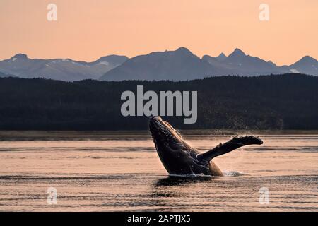 La balena megattere (Megaptera novaeangliae) infrazioni al tramonto, canale Lynn, passaggio interno, con le montagne Chilkat sullo sfondo Foto Stock