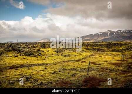 Campi di lava con muschio che copre roccia vulcanica; Islanda Foto Stock