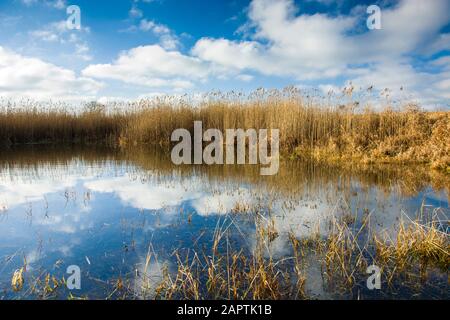 Canne, acqua e nuvole bianche su un cielo blu, giornata di sole Foto Stock