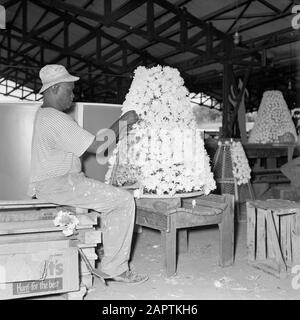 Antille Olandesi e Suriname al momento della visita reale della Regina Juliana e del Principe Bernhard nel 1955 Facendo una decorazione con garofani bianchi a Willemstad Data: Ottobre 1955 Ubicazione : Curaçao, Willemstad Parole Chiave: Fiori, decorazioni Foto Stock