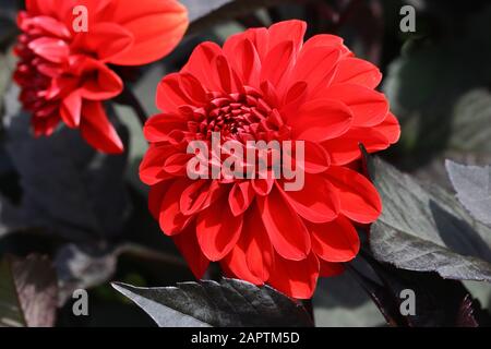 Dahlia è un genere di piante perenni di erbe, tuberose, autoctone del Messico e dell'America centrale. Foto Stock