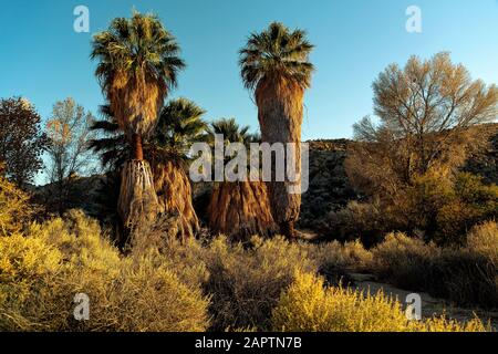 Joshua Tree National Park California Usa. Cottonwood Spring fan Palm oasi. Foto Stock